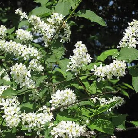 Viljamaan Lomamoekit 1 By Interhome * Vaskivesi